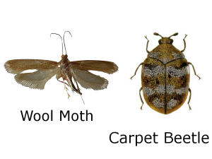 Moth and Beetle